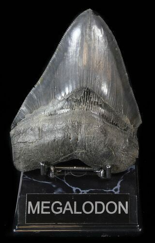 Serrated Fossil Megalodon Tooth - Beastly #38742